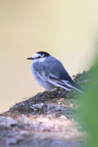 A White Wagtail with a black cap is perched on a mossy rock.