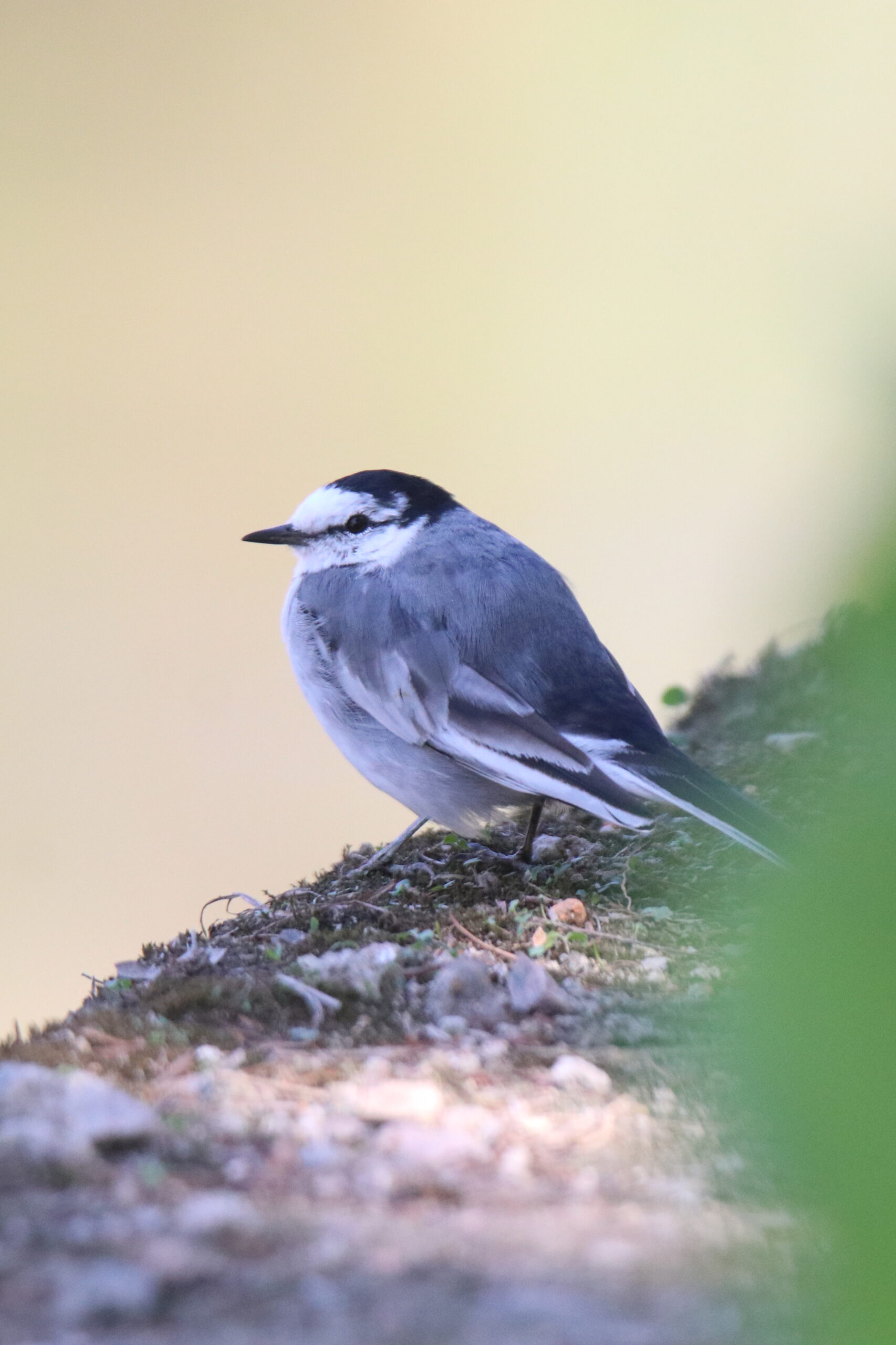 A White Wagtail with a black cap is perched on a mossy rock.