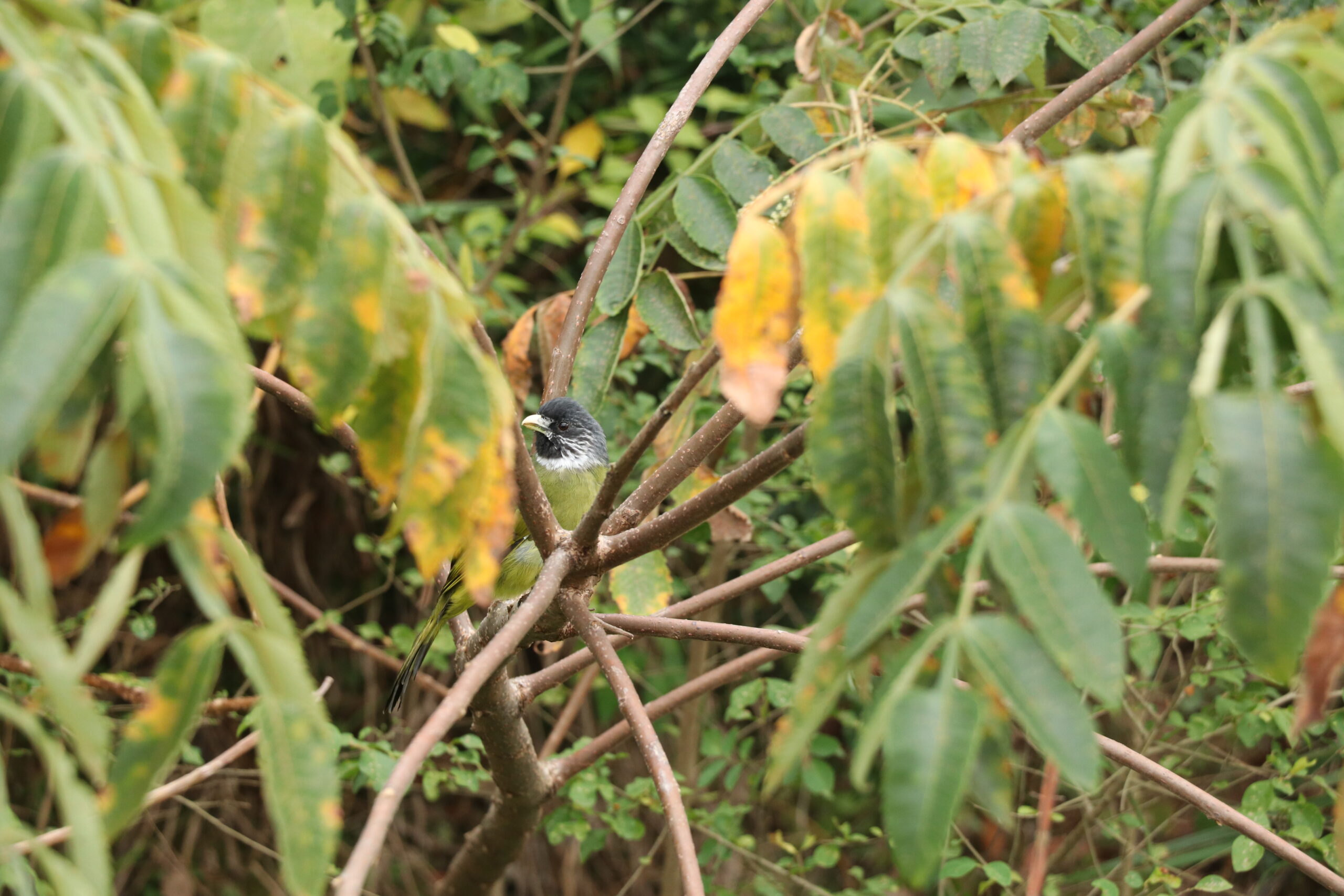 A Collared Finchbill perched on a branch amid dense green foliage.