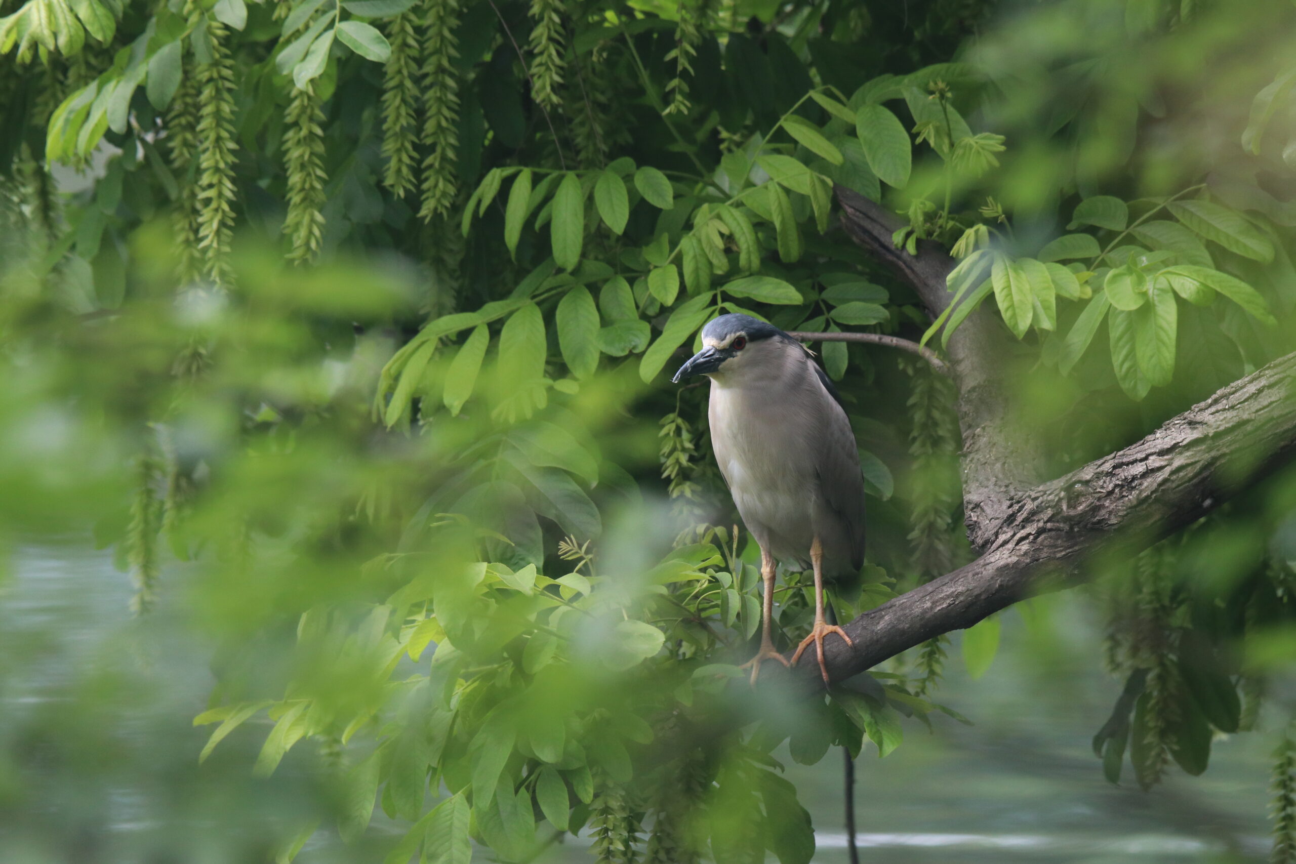 A Night Heron perched on a large branch above the water, with green leaves around it.