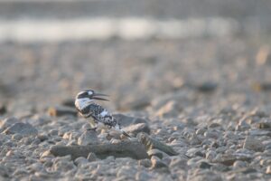A striking photograph captures a Pied Kingfisher perched on a bed of pebbles near a body of water. The bird is boldly marked black-and-white kingfisher with short, bushy crest and glossy all-dark bill. Superficially similar to Crested Kingfisher, but smaller, with a much more distinctly patterned head and breast and less erect crest.