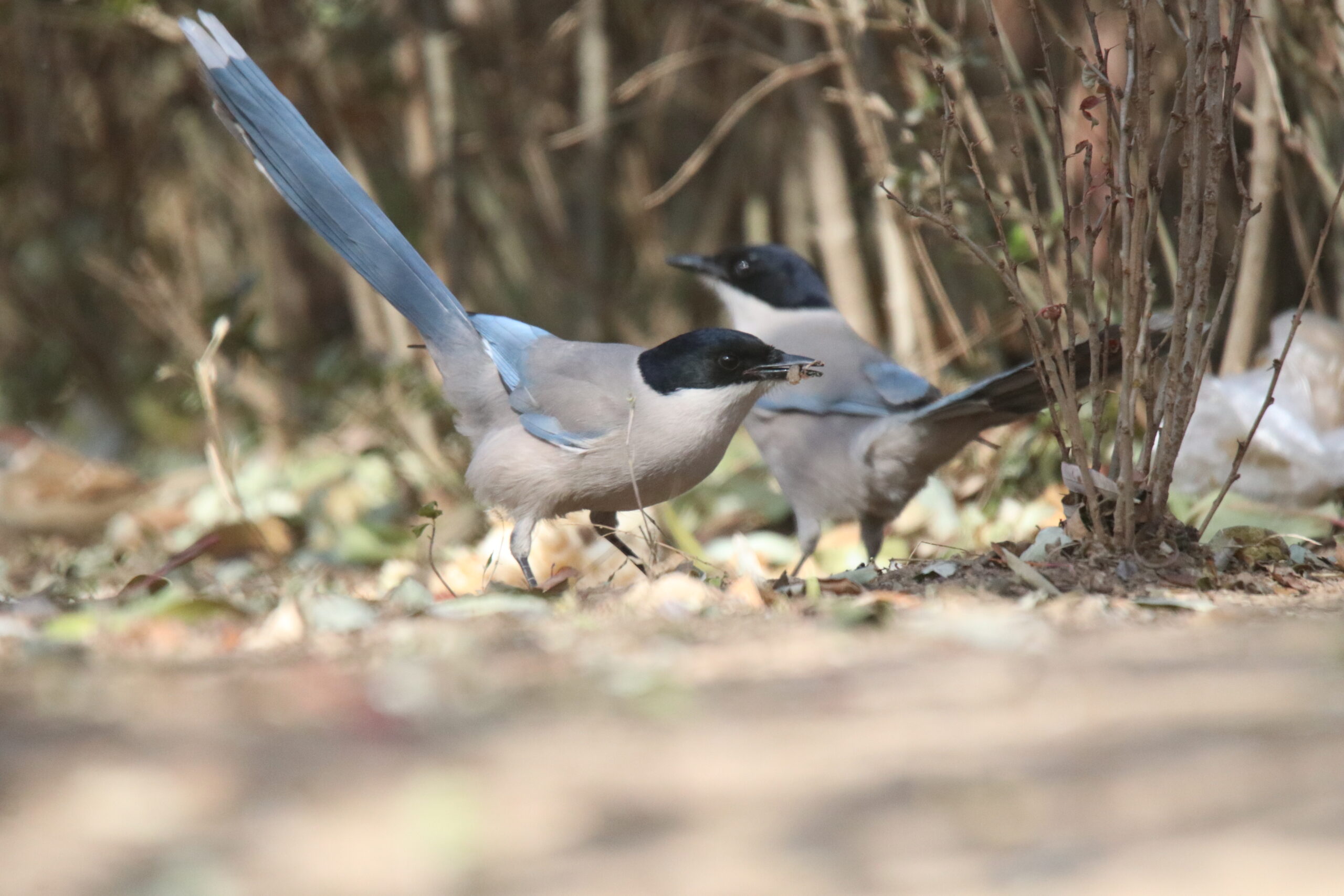 A pair of Red-billed Blue Magpie standing on a ground looking for food.