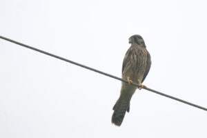 A Common Kestrel is perched on a power wire against a pale sky.