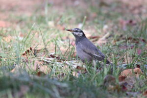 A White-cheeked Starling stands on the ground among green grass and brown leaves.