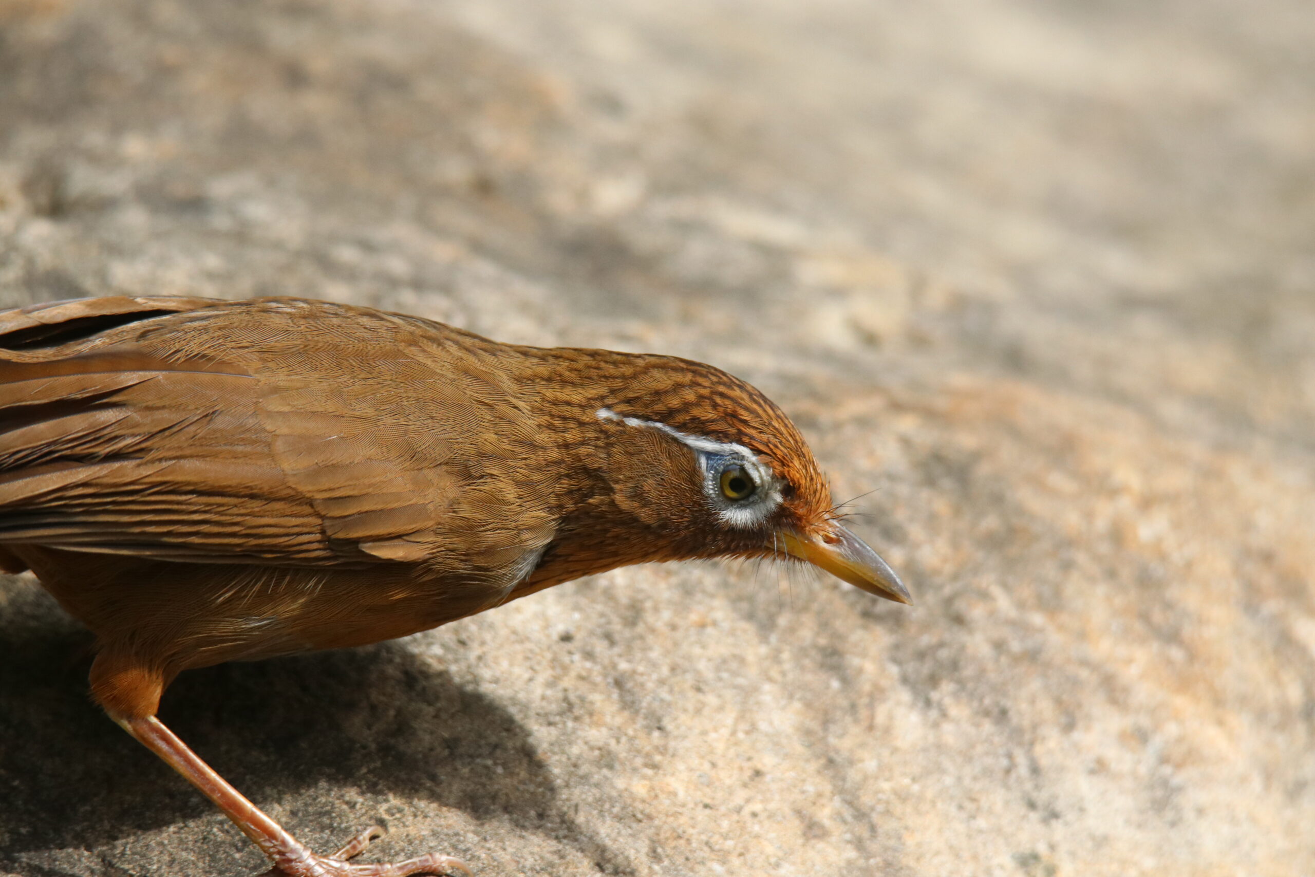 Close-up of a Chinese Hwamei with a white eye stripe and orange-yellow bill standing on a light rock.