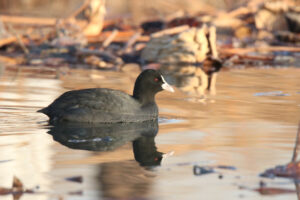 A Eurasian Coot is swimming in a lake.