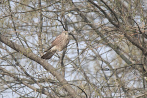 A Common Kestrel is perched on a thin branch.