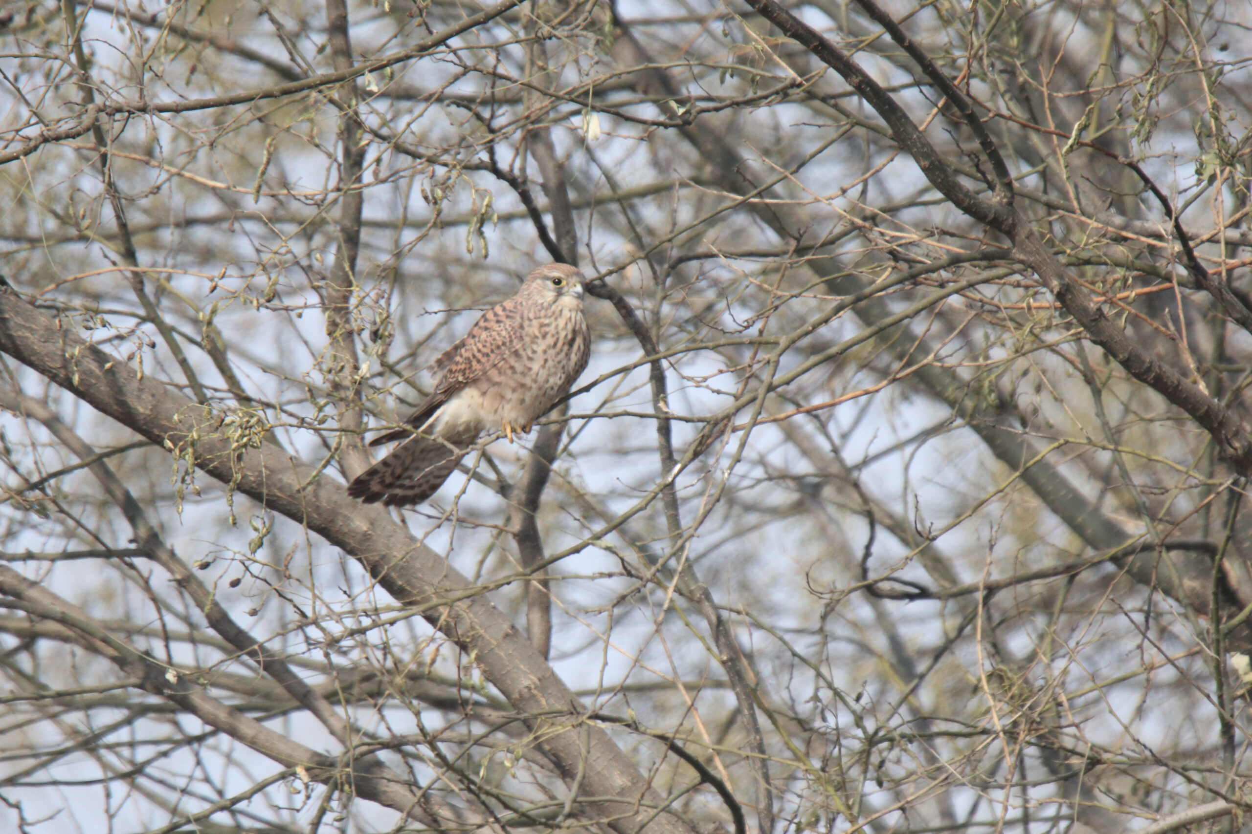 A Common Kestrel is perched on a thin branch.
