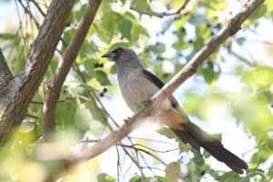 An Ashy Drongo is perched on a tree branch, surrounded by green leaves and backlit by sunlight.