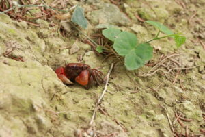 A close-up of a small reddish-brown crab emerging from a riverbank crevice in Fuzhou, China.