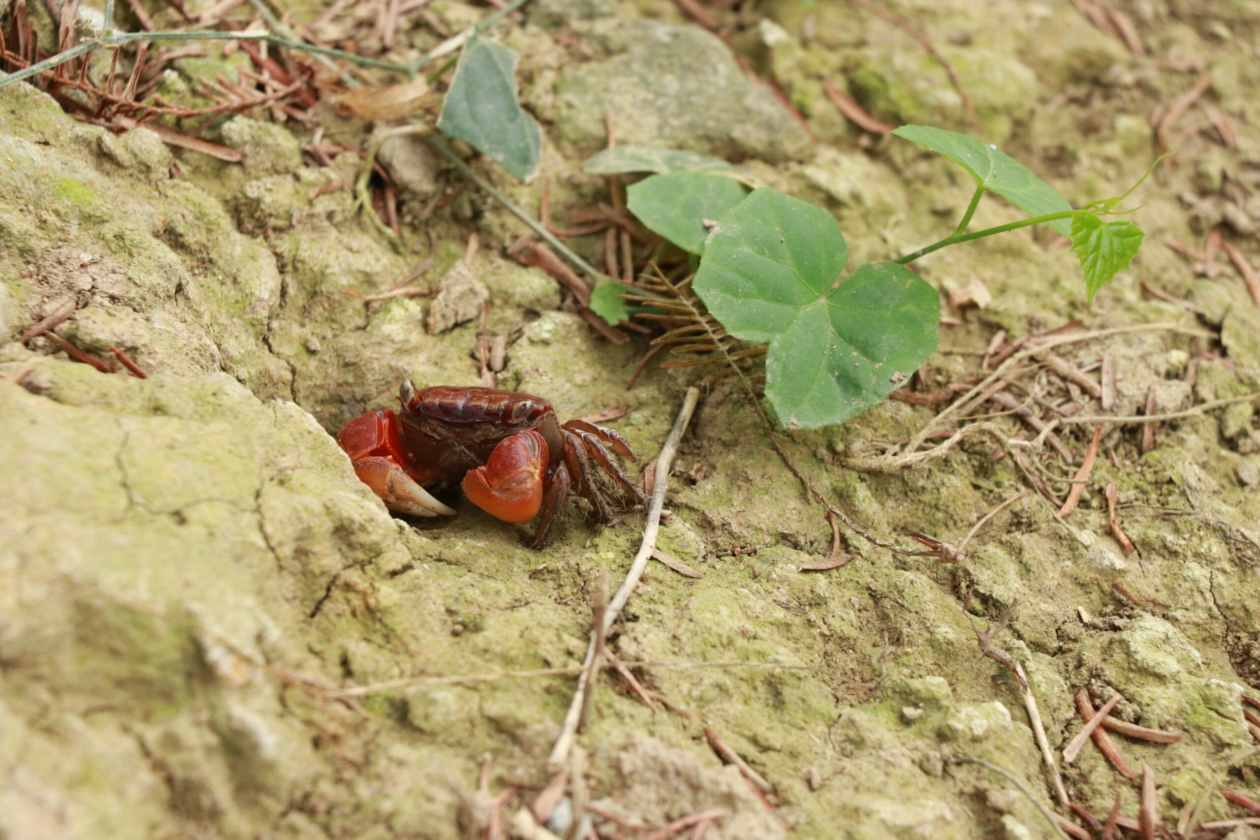 A close-up of a small reddish-brown crab emerging from a riverbank crevice in Fuzhou, China.