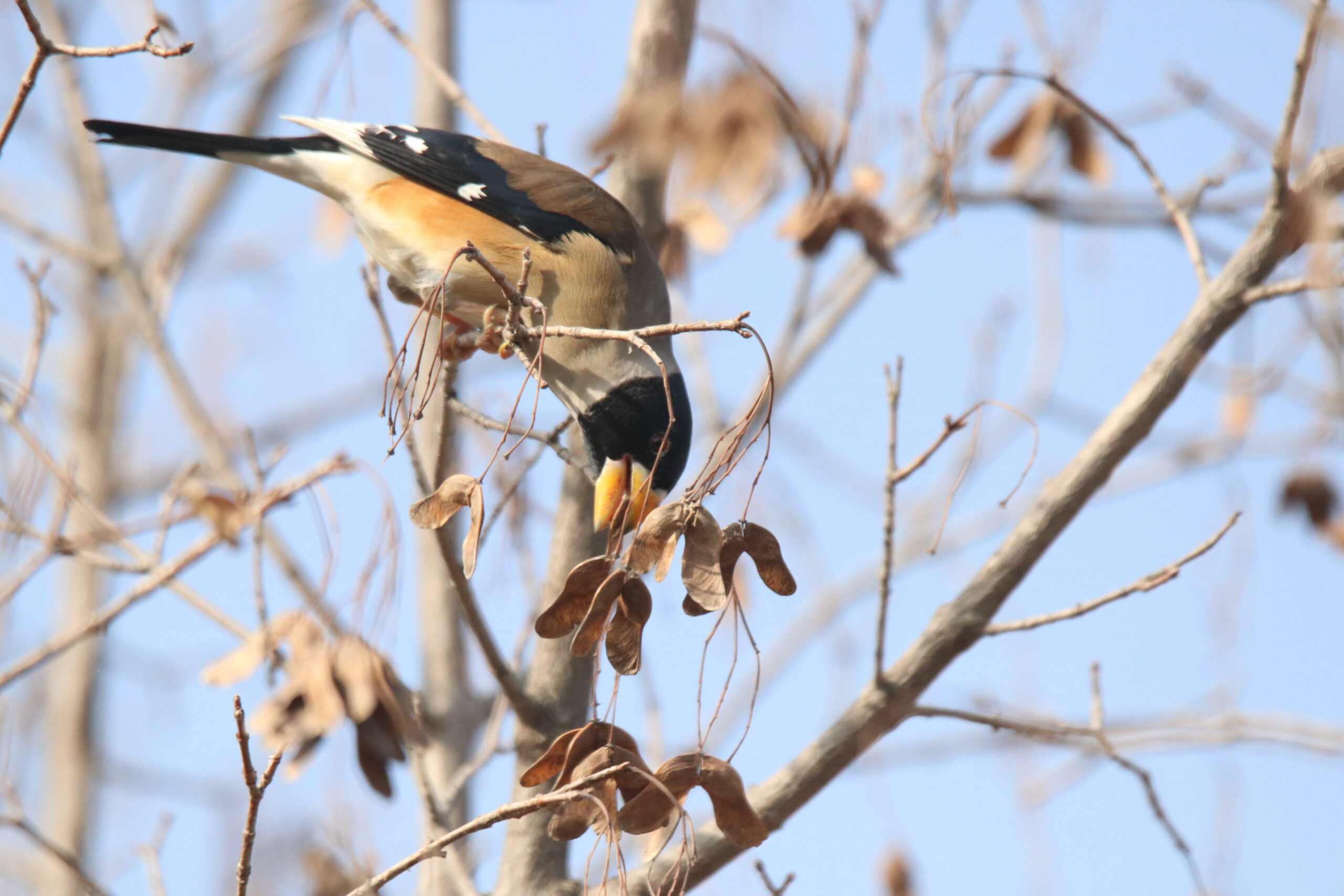A male Chinese Grosbeak foraging on bare branches, picking at dried, brown seed pods.