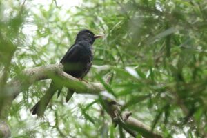 A Black Bulbul bird with a reddish-orange beak sits on a branch.