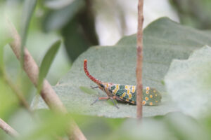 A colorful insect called Longan Lanternfly with a long, curved, reddish antenna is perched on a green leaf.