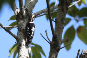 A grey-capped Pygmy Woodpecker clings to a light tree trunk, its black-and-white body and striped face set against a clear blue sky.