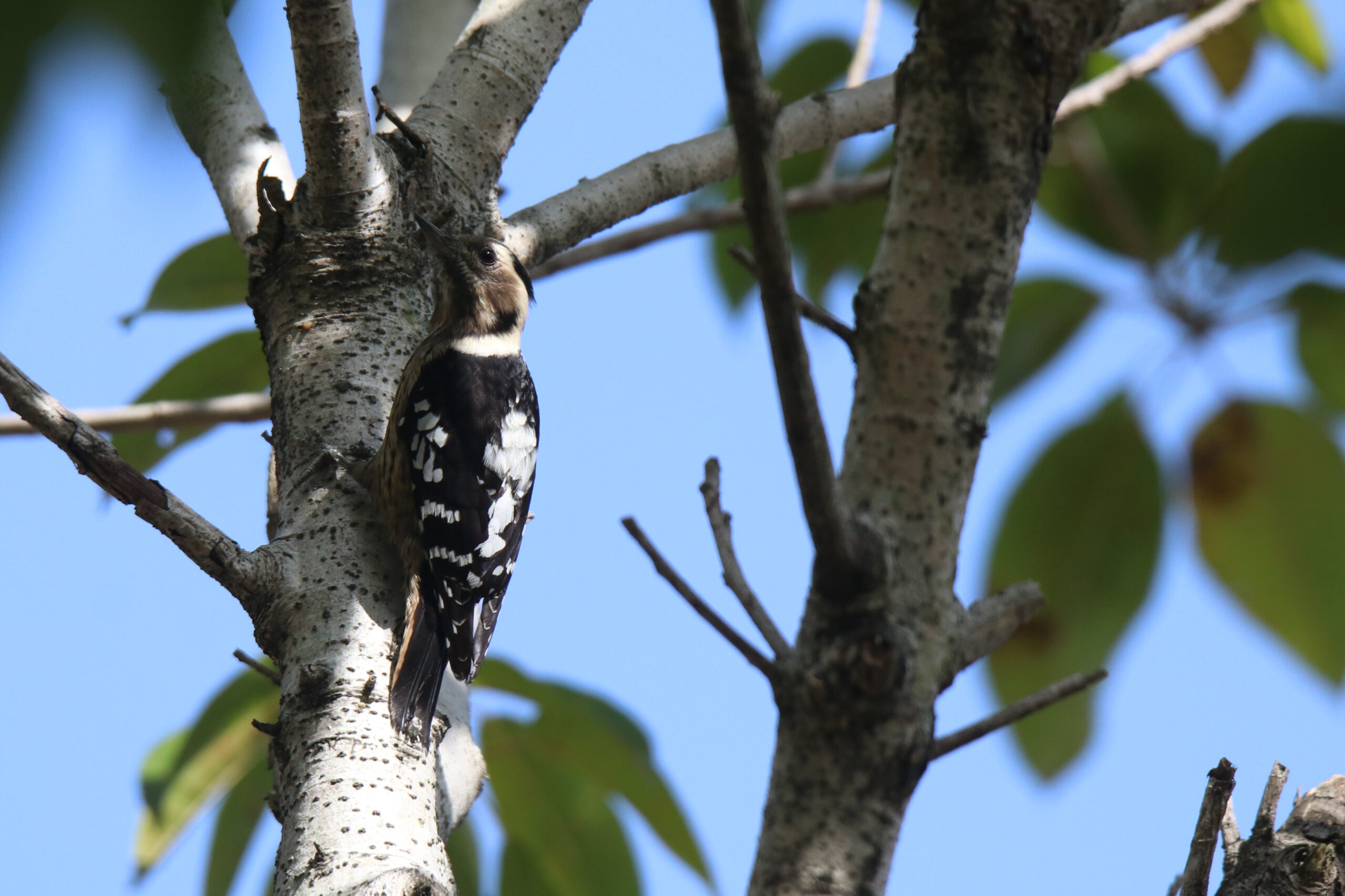 A grey-capped Pygmy Woodpecker clings to a light tree trunk, its black-and-white body and striped face set against a clear blue sky.