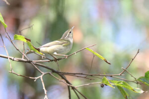 A Radde’s Warbler sits on a thin brown branch, a clear white stripe above its eye. It looks upward to the left.