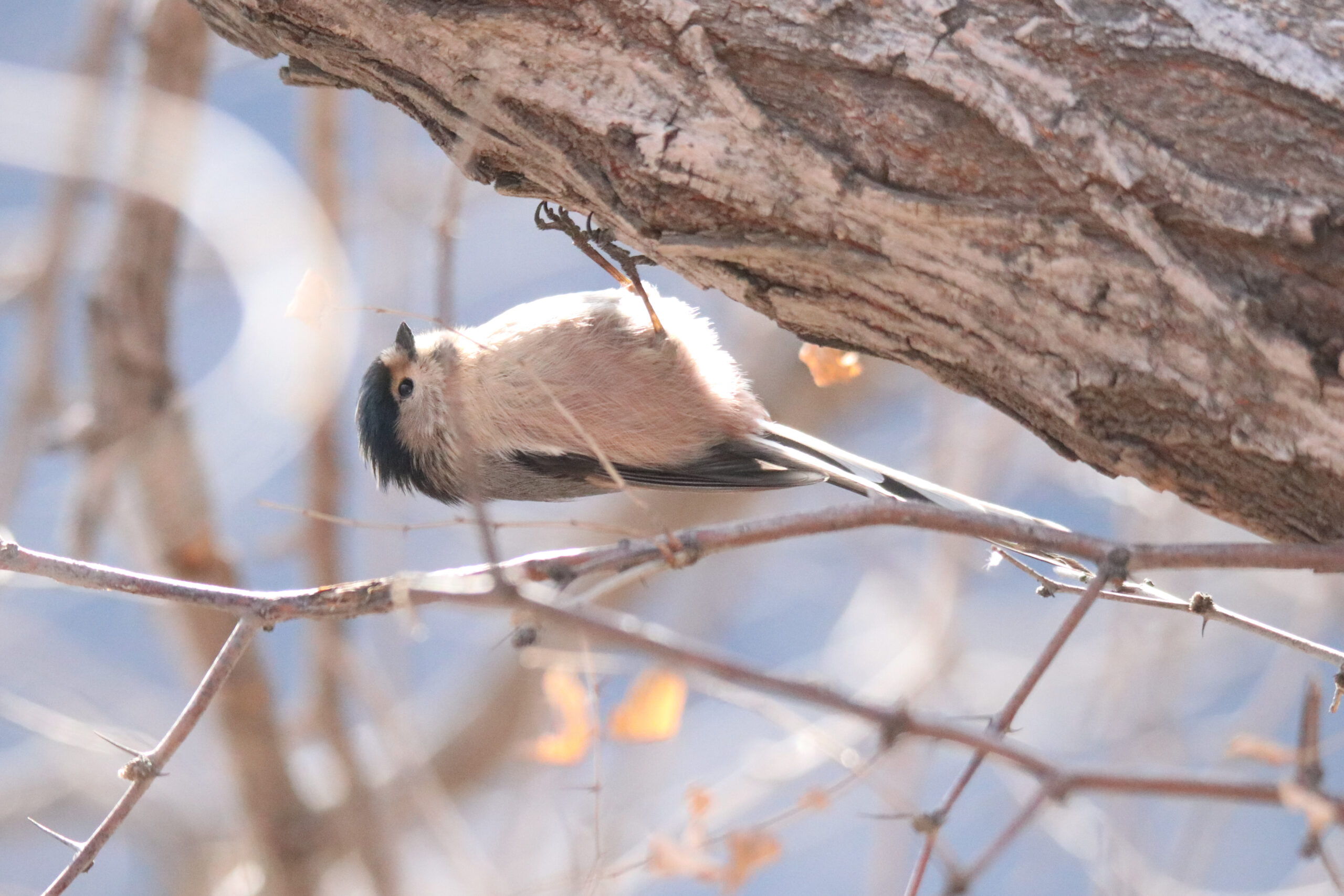 A small Silver-throated Bushtit is clinging upside down to the underside of a thick, textured tree branch.