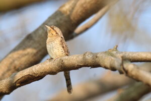 A Eurasian Wryneck is perched on a thick branch.