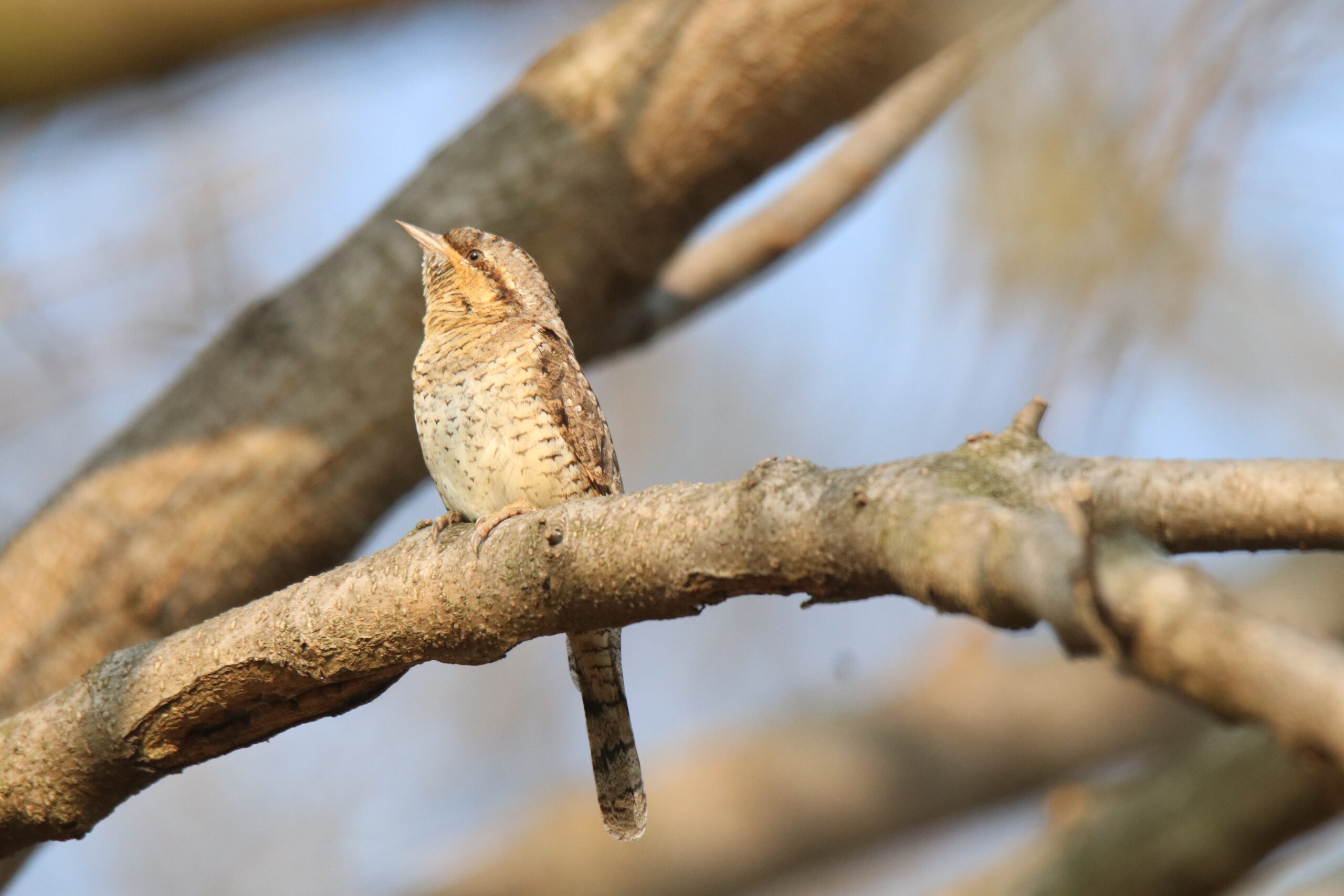 A Eurasian Wryneck is perched on a thick branch.