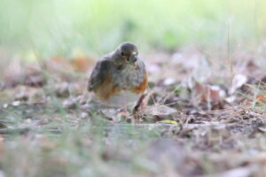 A small, plump Naumann’s Thrush with a gray-brown head and a mottled gray and orange-brown breast, standing on the ground amidst dry leaves and short green grass. The bird holds a small red berry in its beak and is looking directly forward.
