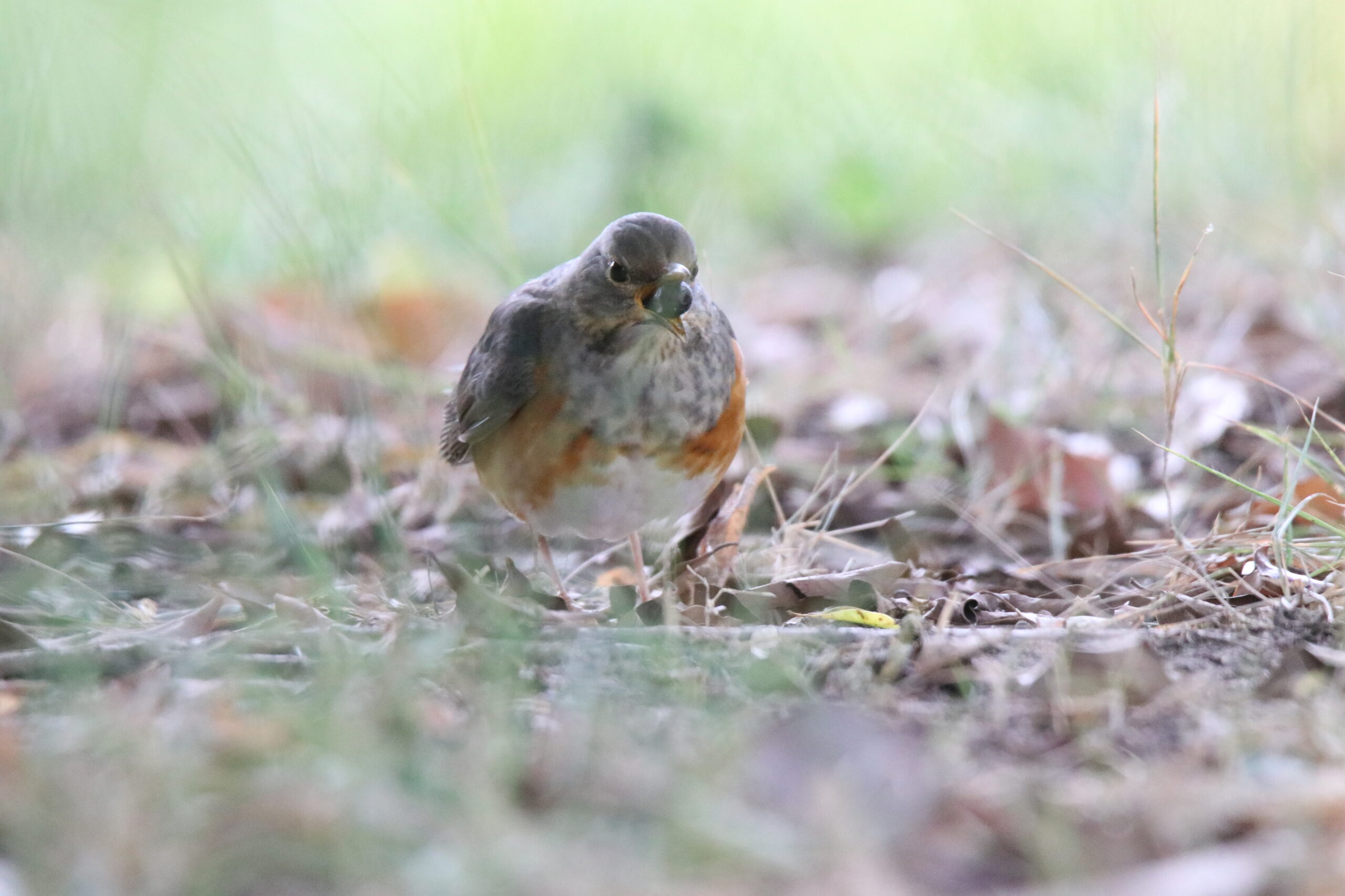 A small, plump Naumann’s Thrush with a gray-brown head and a mottled gray and orange-brown breast, standing on the ground amidst dry leaves and short green grass. The bird holds a small red berry in its beak and is looking directly forward.