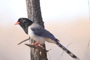 A Red-billed Blue Magpie is perched on a tree branch.