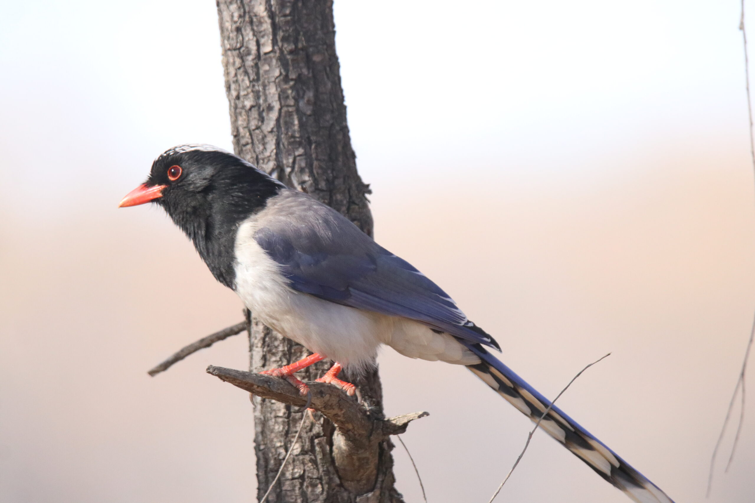 A Red-billed Blue Magpie is perched on a tree branch.