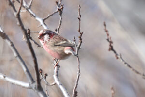 A Long-tailed Rosefinch is perched on a branch.