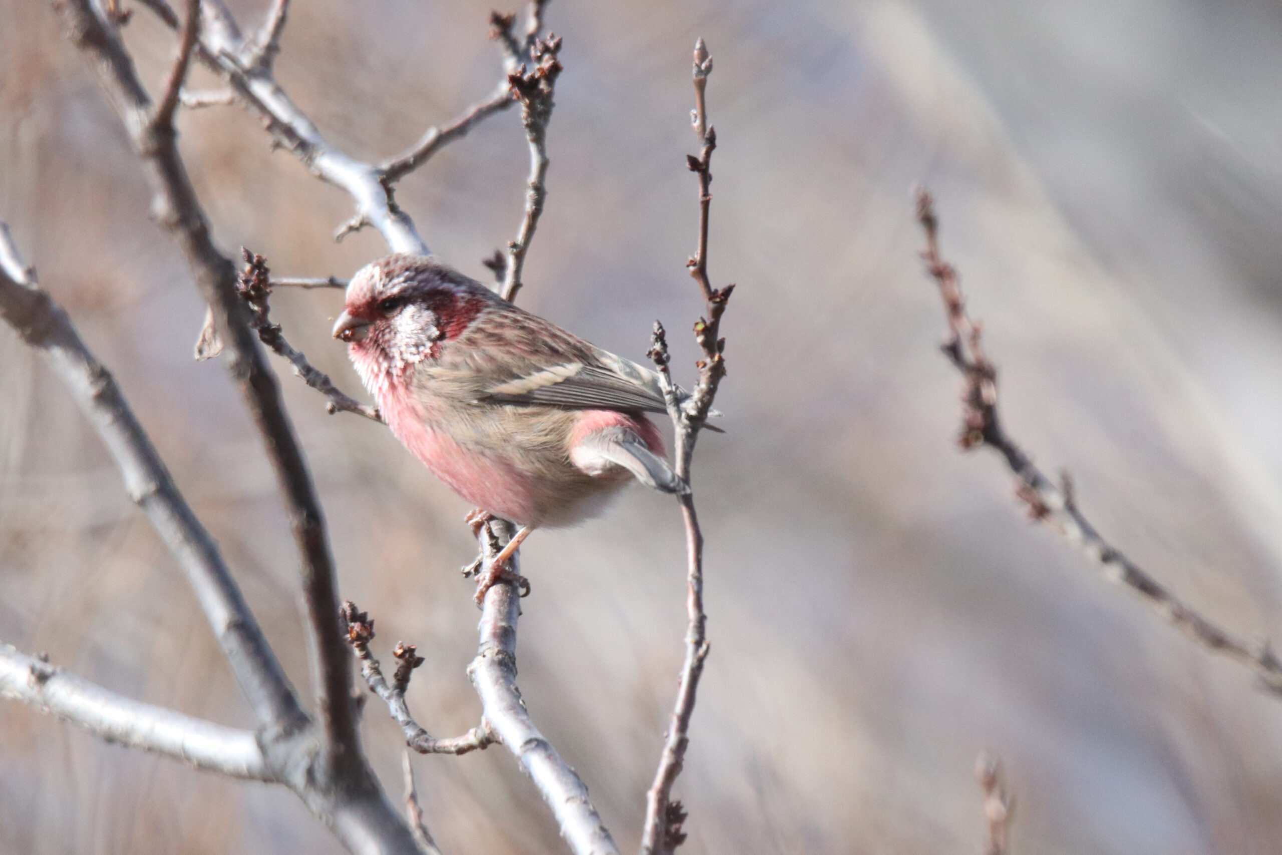 A Long-tailed Rosefinch is perched on a branch.