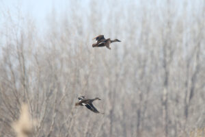 Two Eastern Spot-billed Ducks in flight against a blurred background of bare, grey-brown trees. The photograph was taken in Zhangzehu National Urban Wetland Park, Changzhi City, China.