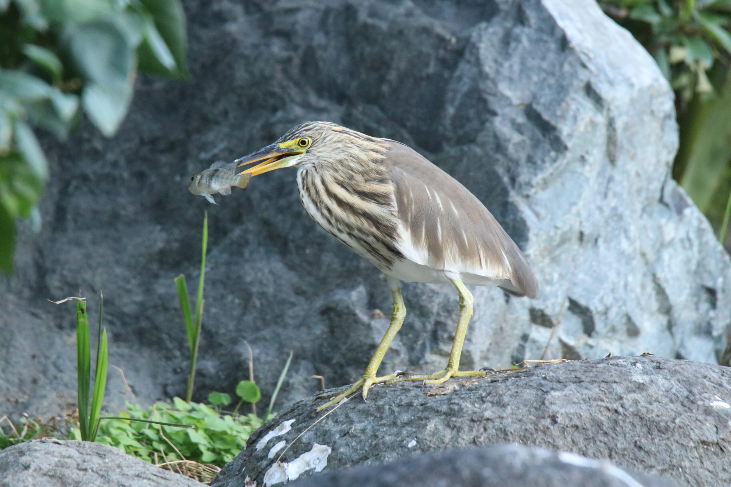 A Pond Heron stands on a textured, grey rock. In its beak, it holds a small, silver fish. In the background, there’s more of the grey rock face, some green foliage.