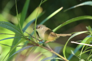 A yellow-bellied Prinia perched on a slender branch among green foliage.