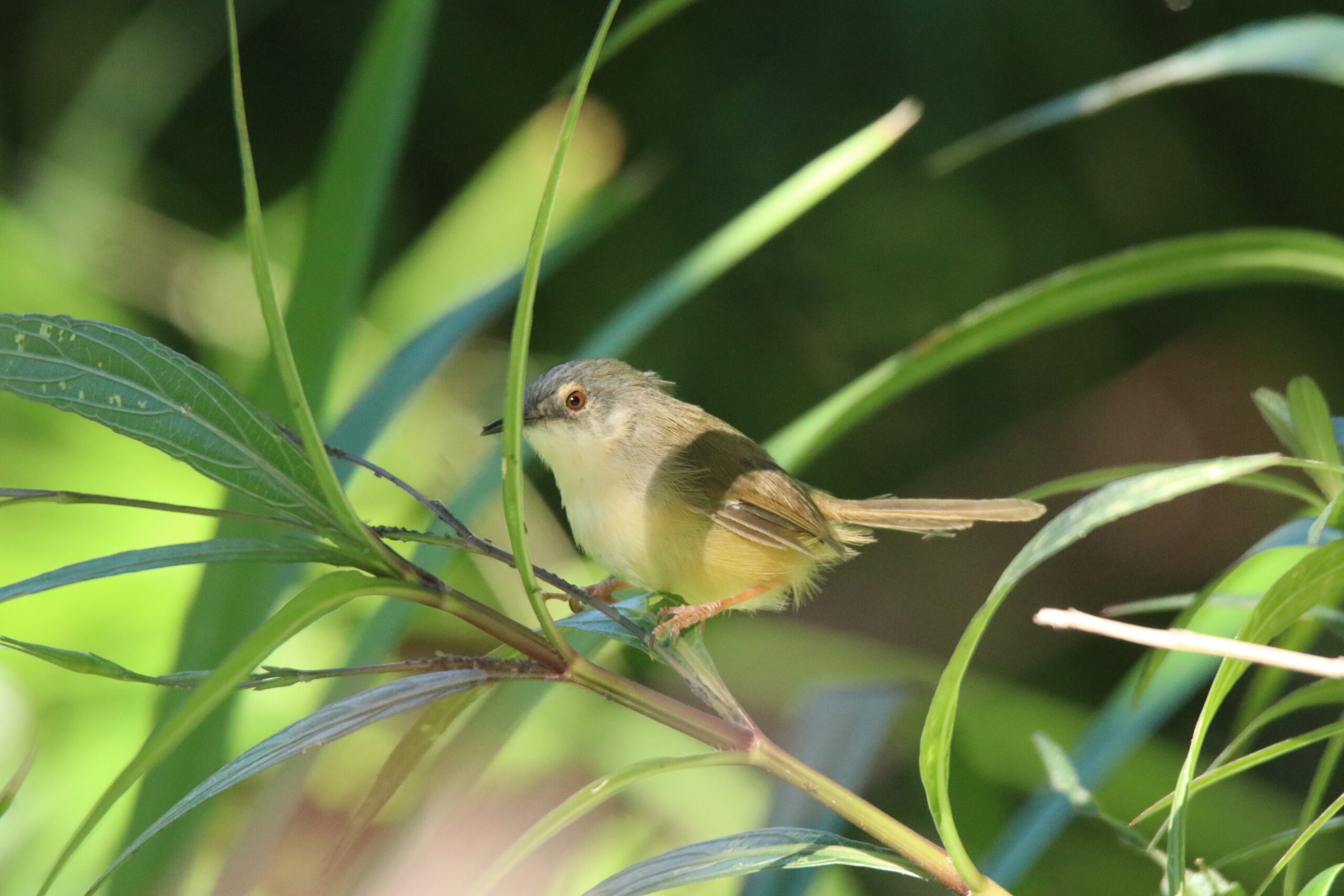 A yellow-bellied Prinia perched on a slender branch among green foliage.