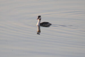 A Great Crested Grebe swimming in the water.