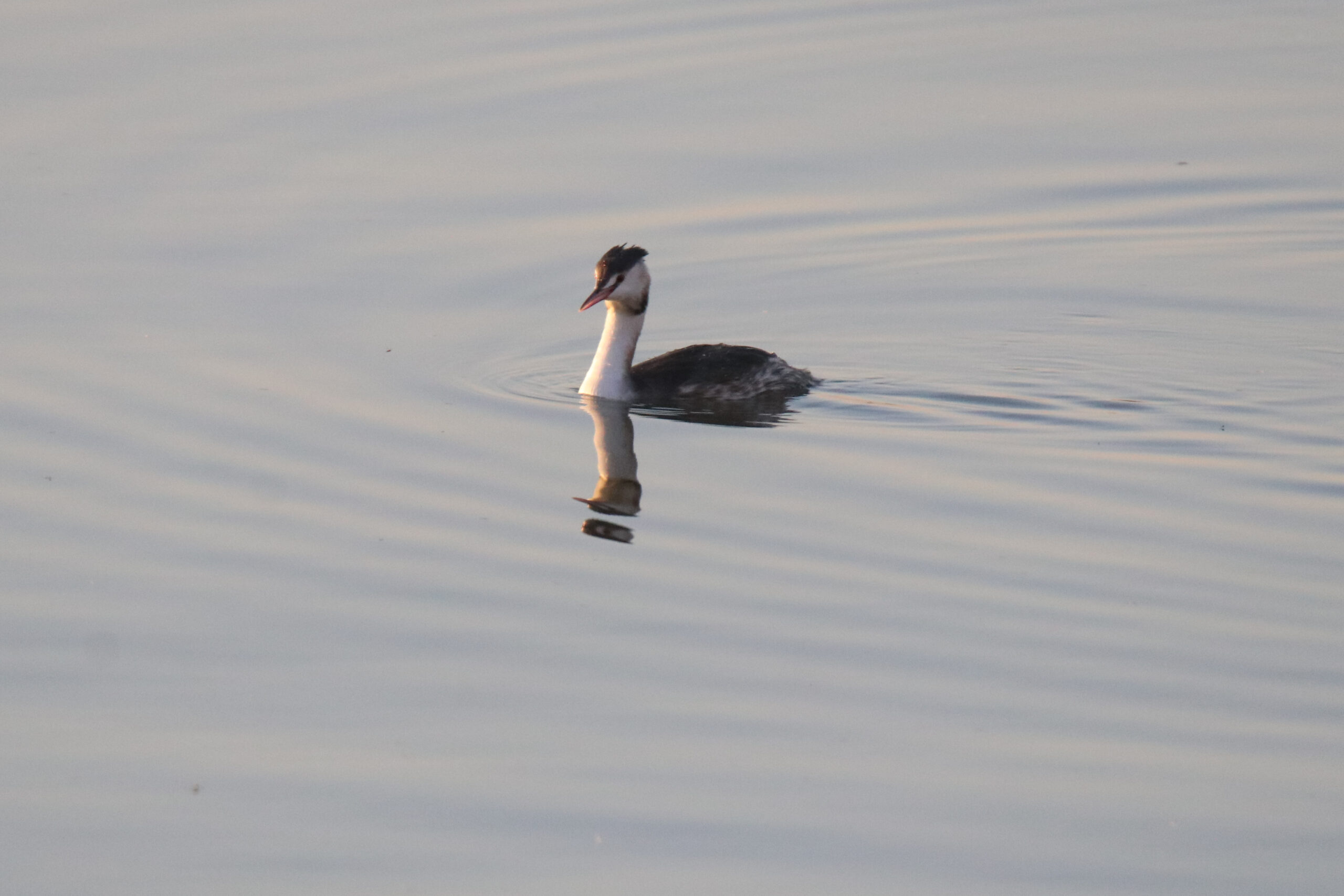 A Great Crested Grebe swimming in the water.