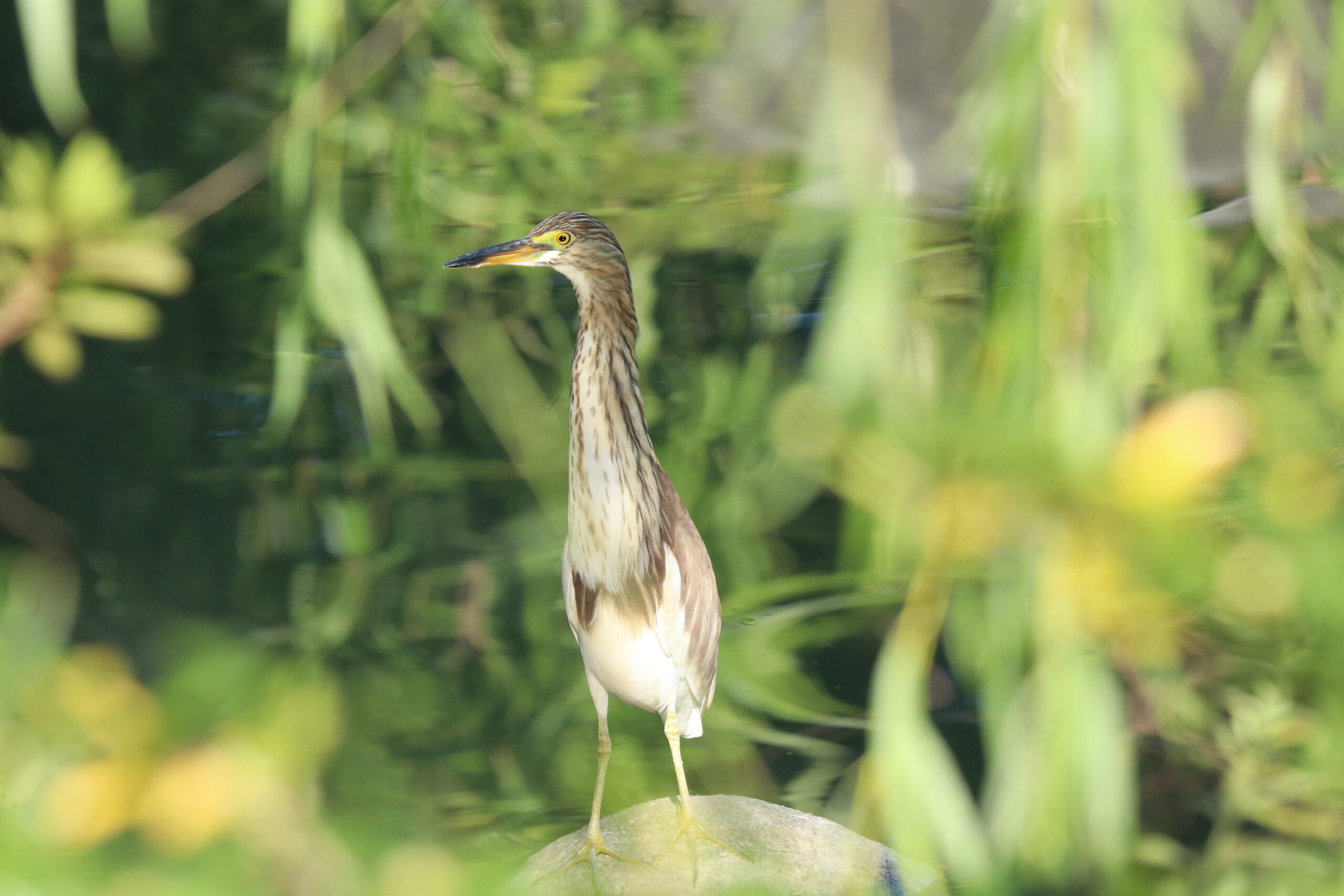 A Pond Heron standing on a gray rock in shallow water. The setting is a wetland area, with a blurred background of dark water.