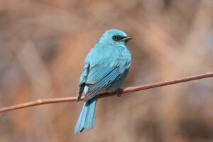 A Verditer Flycatcher is perched on a thin, horizontal brown branch. The bird is looking slightly toward the right, highlighting its distinct black patch around the eyes and its small, dark beak. Its feathers show lovely detail, with deeper blue tones in the wings and a long, elegant tail.