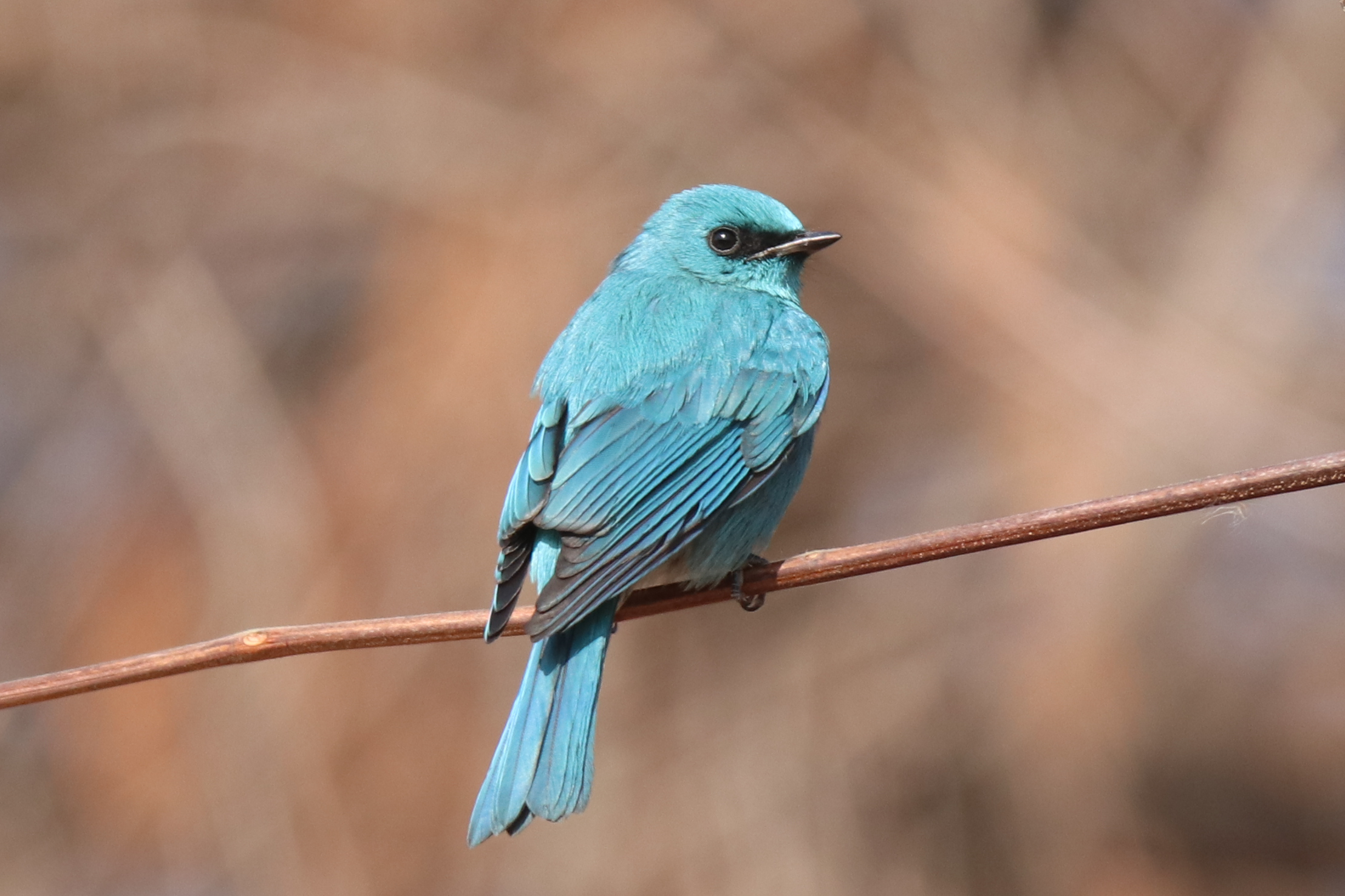 A Verditer Flycatcher is perched on a thin, horizontal brown branch. The bird is looking slightly toward the right, highlighting its distinct black patch around the eyes and its small, dark beak. Its feathers show lovely detail, with deeper blue tones in the wings and a long, elegant tail.
