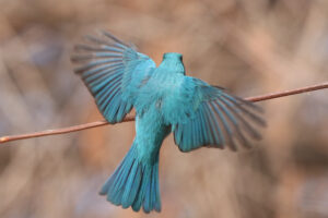 A Verditer Flycatcher with its wings spread wide just before its landing on a branch. The feathers are a stunning, uniform turquoise color that really pops against the soft, blurred-out brown background.
