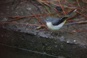 A Grey Wagtail is standing on a wet stone near a lake.