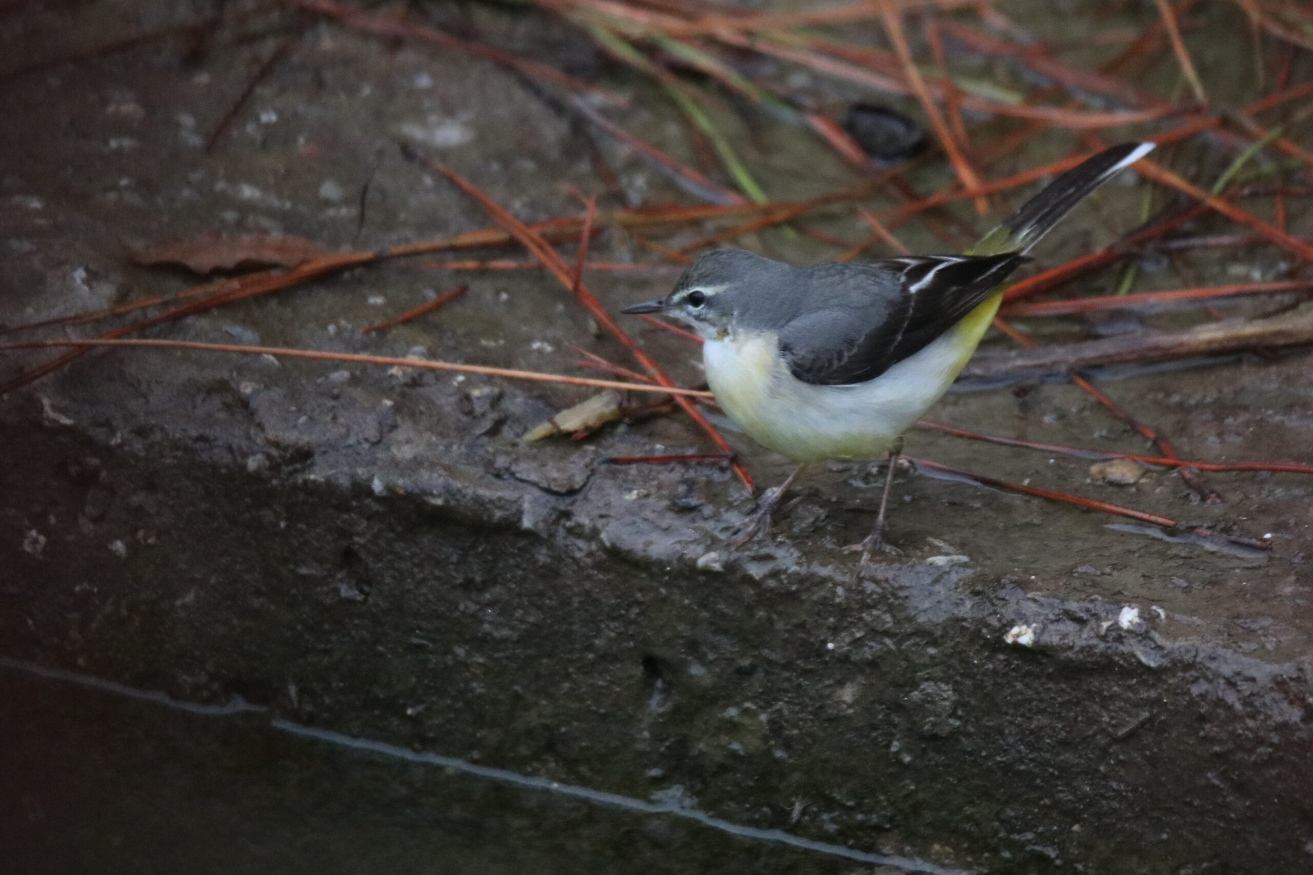 A Grey Wagtail is standing on a wet stone near a lake.