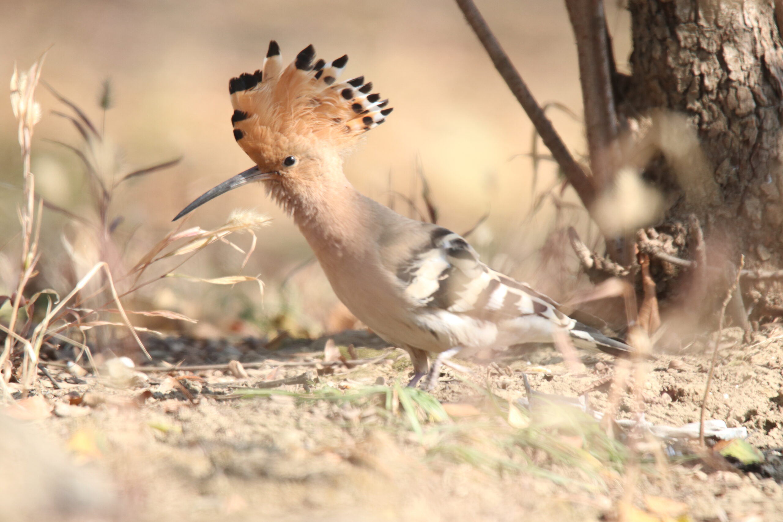 A Common Hoopoe hunts for food in a dry ground with the fallen leaves. Its iconic cinnamon-colored crest is flared out like a fan, showing off those distinct black-and-white tips.