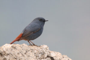 A male Plumbeous Water Redstart perched on a light-colored rock against a soft grey background.