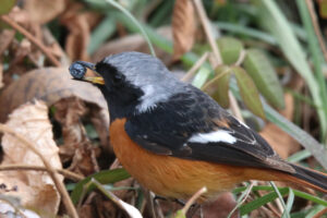 A male Daurian Redstart standing on a forest floor covered in dry leaves and green grass. It is captured in the middle of a meal, holding a small, dark blue berry in its beak.