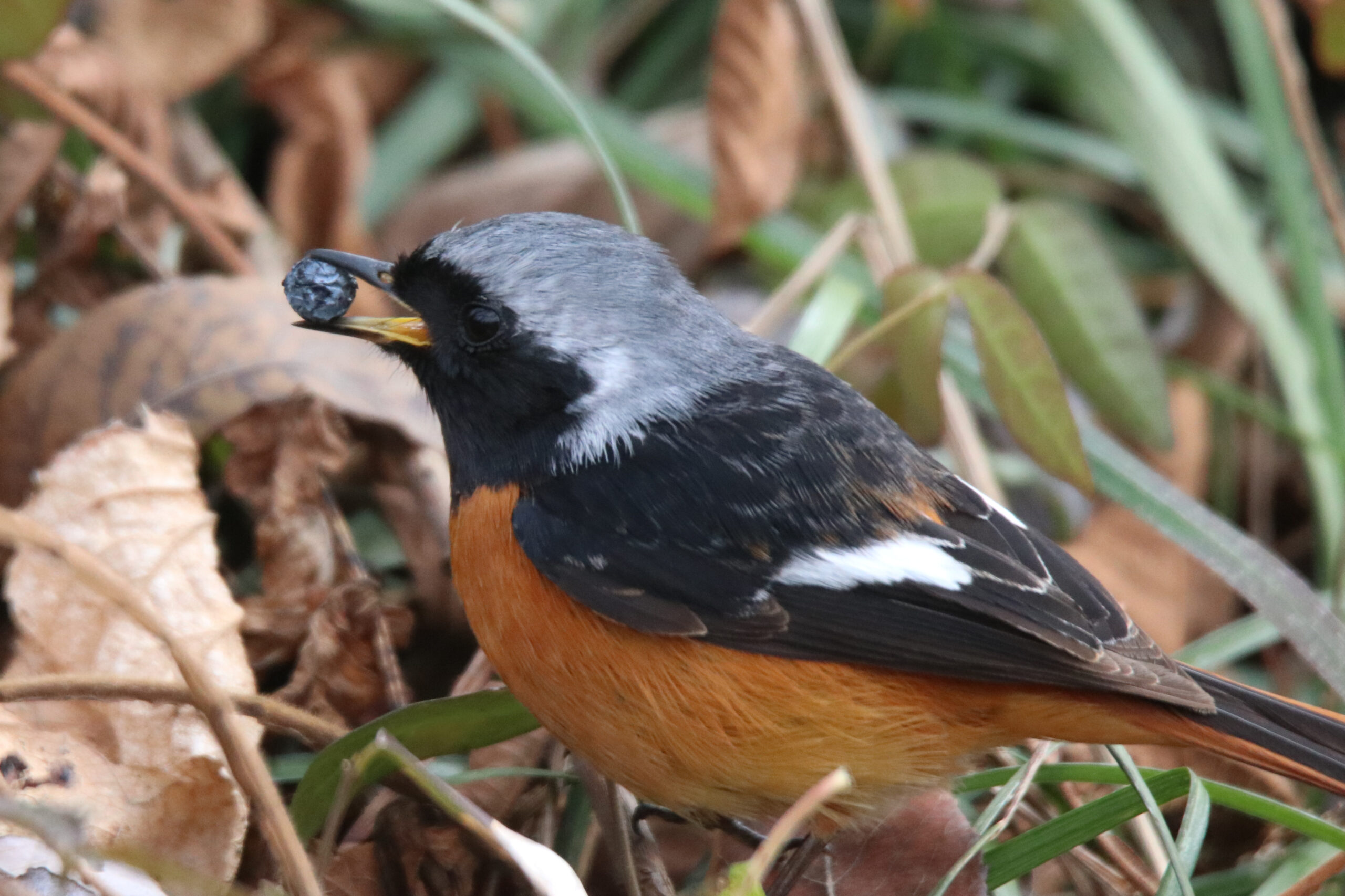 A male Daurian Redstart standing on a forest floor covered in dry leaves and green grass. It is captured in the middle of a meal, holding a small, dark blue berry in its beak.