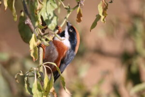 A small Black-throated Bushtit with an orange crown and black face mask clings to a branch. It has just caught a tiny caterpillar in its beak.