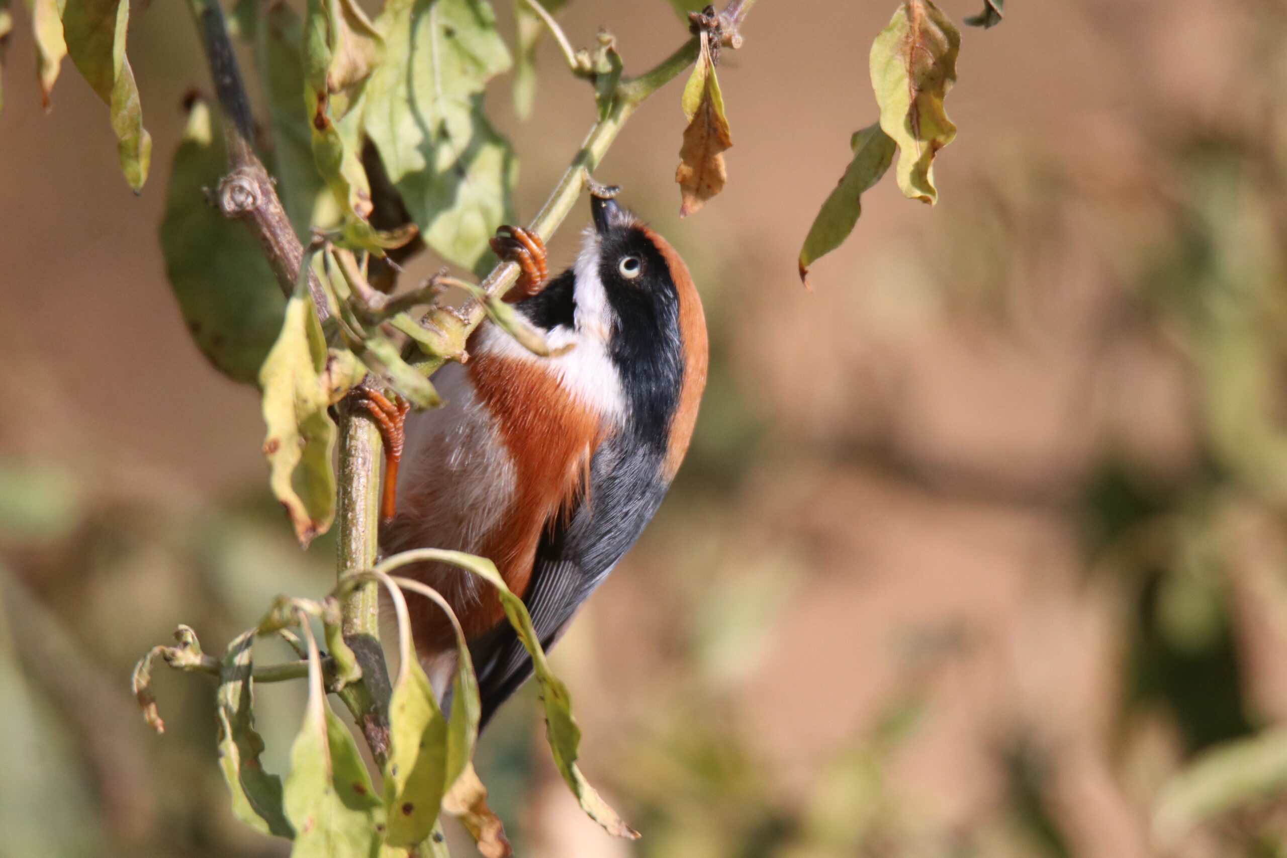 A small Black-throated Bushtit with an orange crown and black face mask clings to a branch. It has just caught a tiny caterpillar in its beak.
