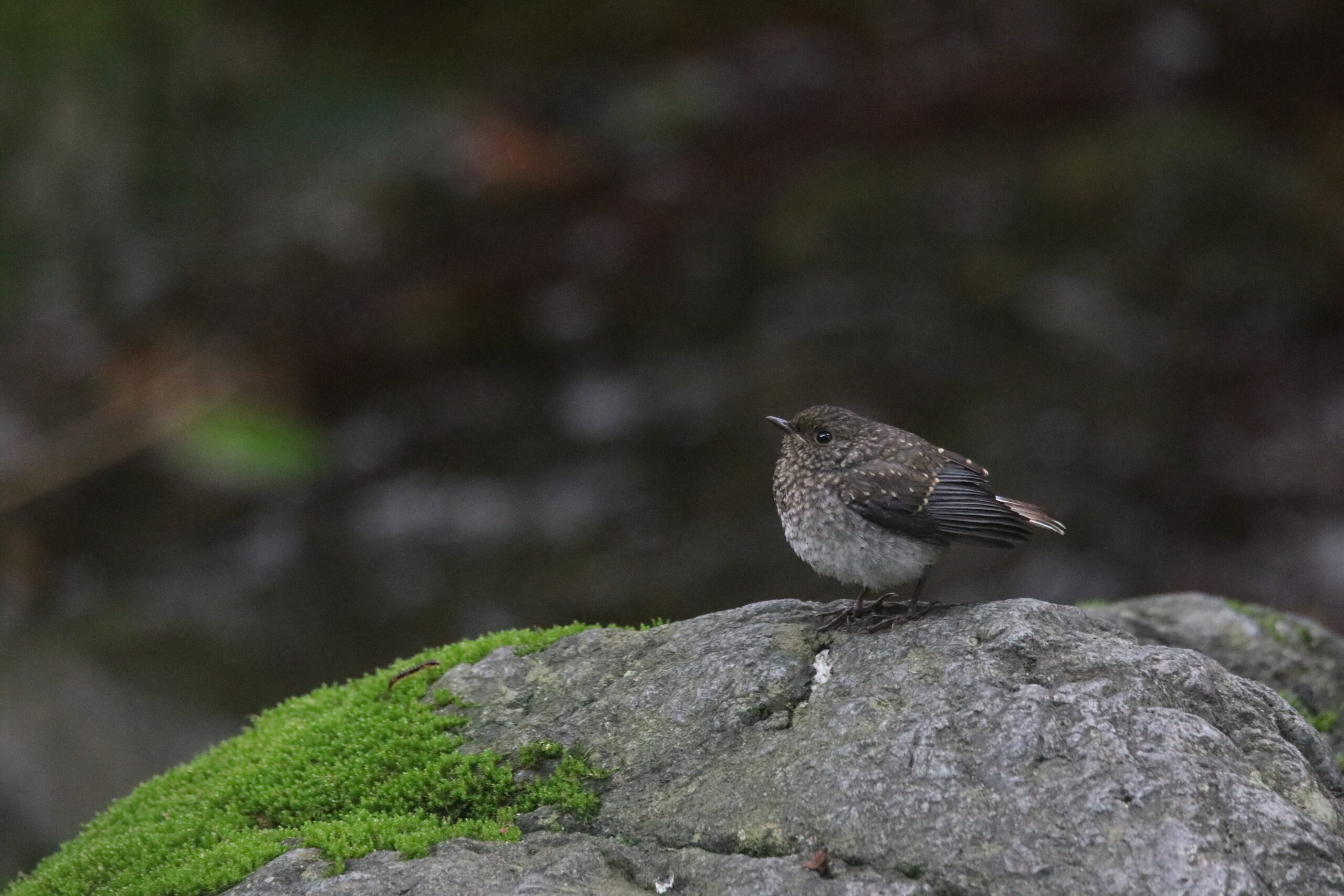 A female Plumbeous Water Redstart stood on a large rock against a soft dark background.