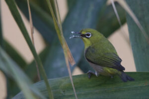 A Ashy-bellied White-eye is perched on a grass near the river with its beak slightly open.